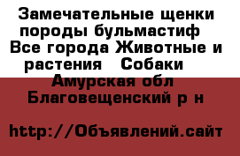 Замечательные щенки породы бульмастиф - Все города Животные и растения » Собаки   . Амурская обл.,Благовещенский р-н